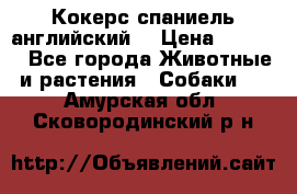 Кокерс спаниель английский  › Цена ­ 4 500 - Все города Животные и растения » Собаки   . Амурская обл.,Сковородинский р-н